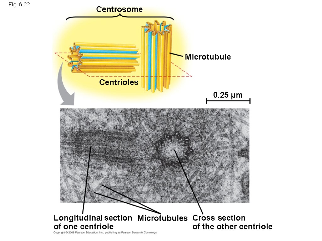 Fig. 6-22 Centrosome Microtubule Centrioles 0.25 µm Longitudinal section of one centriole Microtubules Cross